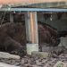 Family Finds a “Giant” Bear Under Their Deck in Colorado